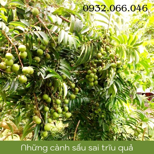 Nước sấu ngâm Hà Nội là loại đặc sản rất nổi tiếng thơm ngon Nước sấu ngâm Hà Nội là loại đặc sản rất nổi tiếng thơm ngon