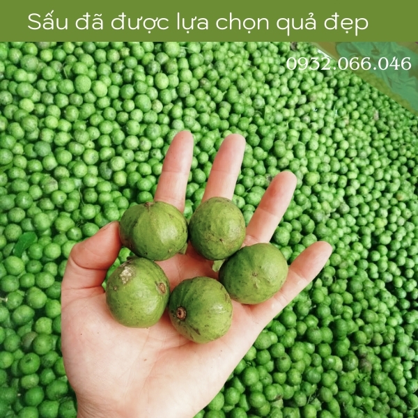 Nước sấu ngâm Hà Nội chua chua ngọt ngọt giải nhiệt thanh mát Nước sấu ngâm Hà Nội chua chua ngọt ngọt giải nhiệt thanh mát