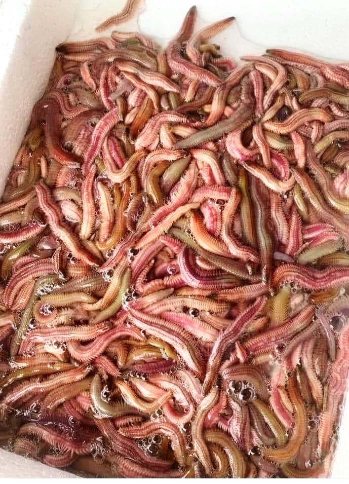 Những con rươi béo múp, tươi rói chứa đầy chất dinh dưỡng tươi ngon Rươi tươi Tứ Kỳ Thanh Hà Hải Dương ngon bổ rẻ bán tại TPHCM Sài Gòn