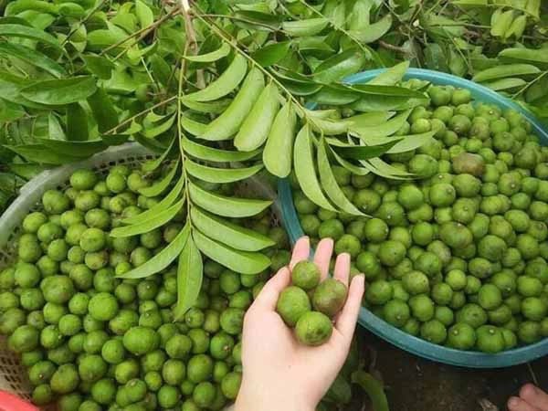 Sấu Tươi Sấu Tươi