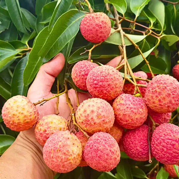 Vải Thiều Thanh Hà