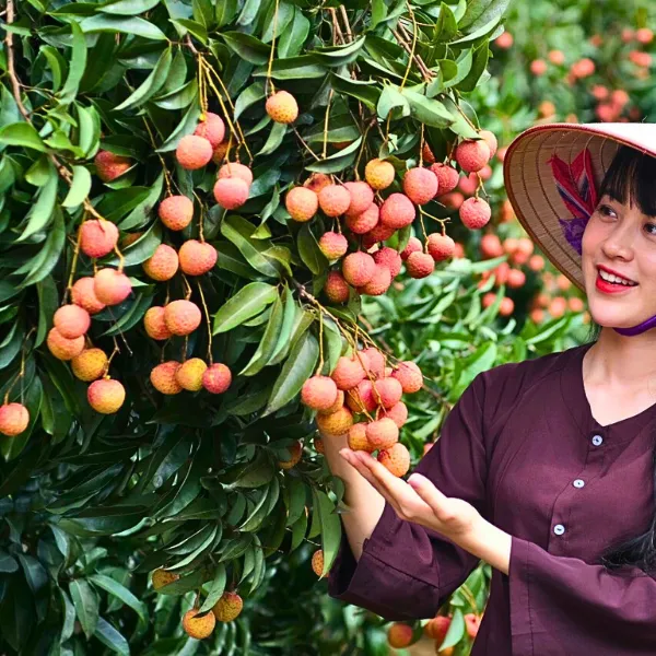 Vải Thiều Thanh Hà