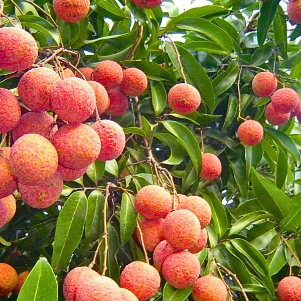 Vải Thiều Thanh Hà