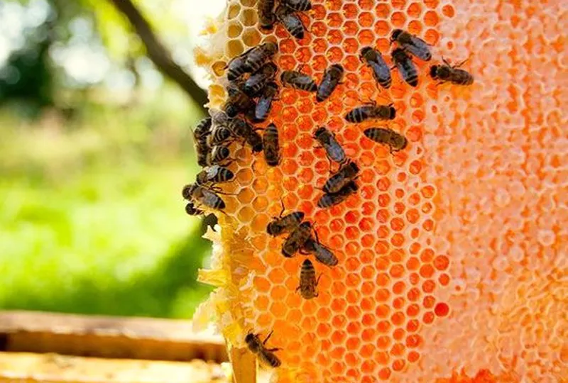 Những sự thật ít người biết về mật ong
