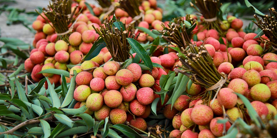 Vải Thiều Thanh Hà - Thanh Bính Vải Thiều Thanh Hà - Thanh Bính