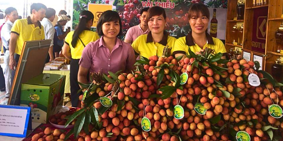 Vải Thiều Thanh Hà - Quang Thanh Hải Dương Vải Thiều Thanh Hà - Quang Thanh Hải Dương