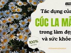 Khám Phá Tác Dụng Tuyệt Vời Của Cúc La Mã Trong Chăm Sóc Da & Tóc