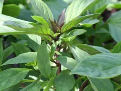 TRỊ RỤNG TÓC BẰNG LÁ HÚNG QUẾ