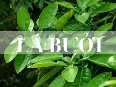 GỘI ĐẦU BẰNG LÁ BƯỞI