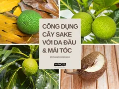 Cây Sake Và Những Công Dụng Bất Ngờ Với Da Đầu Và Mái Tóc Khiến Bạn Phải “Wow!”