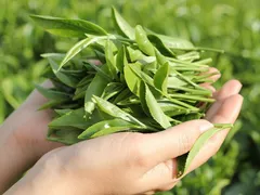 LỢI ÍCH CỦA TRÀ XANH ĐỐI VỚI MÁI TÓC
