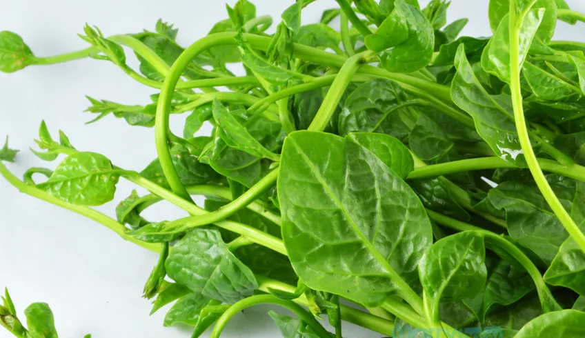 Bà bầu ăn rau mồng tơi được không