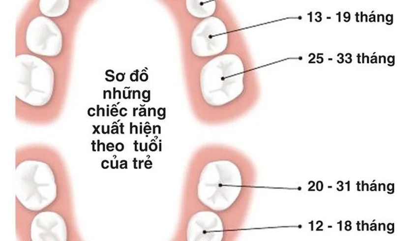 Trình tự mọc răng theo tuổi của em bé, cha mẹ cần chú ý