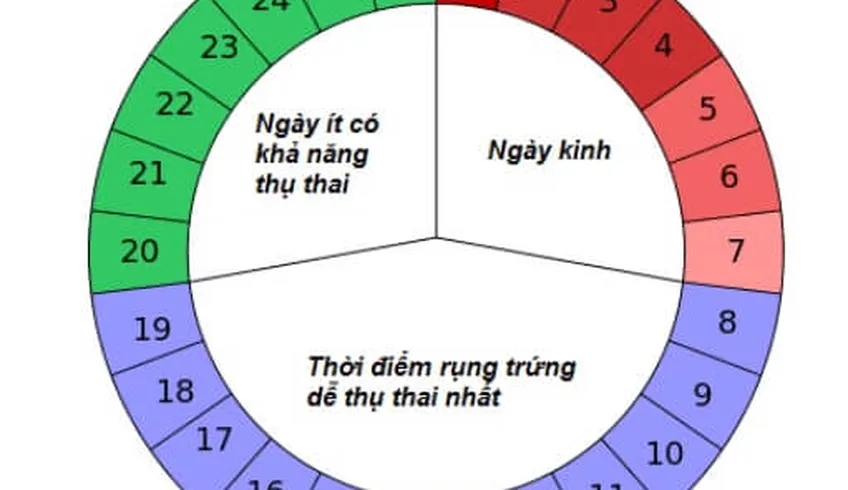 TUẦN THAI THỨ 1: BƯỚC CHUẨN BỊ CHO HÀNH TRÌNH MANG THAI CỦA MẸ