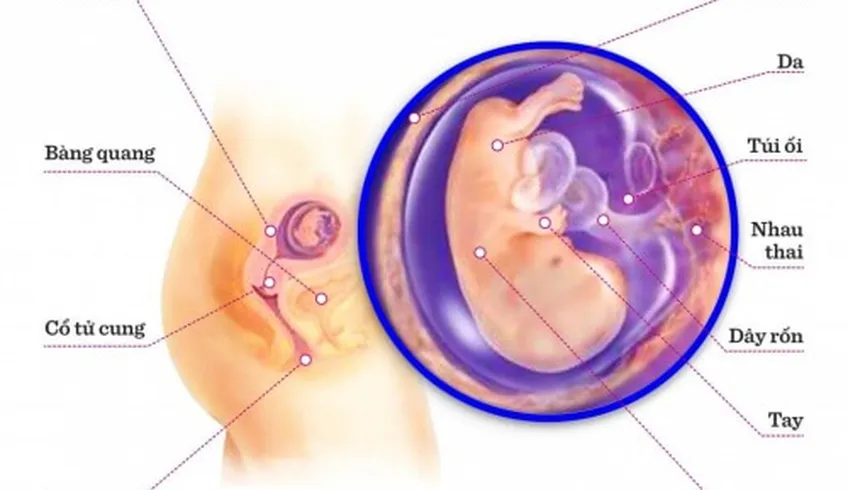 TUẦN THAI THỨ 10: BÉ CHÍNH THỨC THÀNH THAI NHI HOÀN CHỈNH