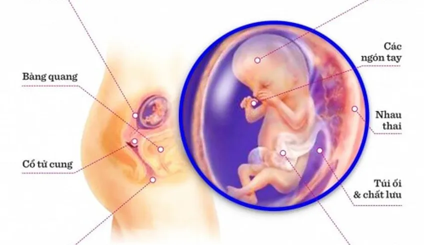 TUẦN THAI THỨ 12: BƯỚC CHUẨN BỊ CHO MỘT CHU KỲ MỚI CỦA THAI KỲ