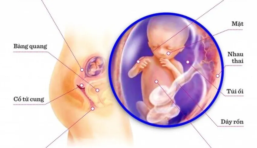 TUẦN THAI THỨ 13: BÉ ĐÃ CÓ THỂ NGHE ĐƯỢC TIẾNG CỦA MẸ