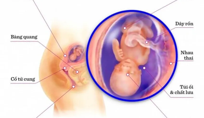 TUẦN THAI THỨ 14: BÉ BIẾT NẮM DÂY RỐN CỦA MÌNH