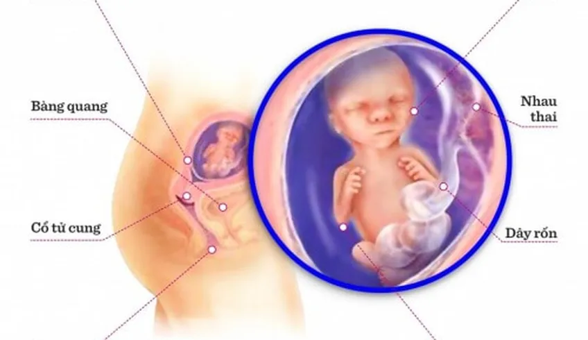 TUẦN THAI THỨ 16: BÉ BẮT ĐẦU ĐÁ, THÚC, NHÀO LỘN TRONG BỤNG MẸ