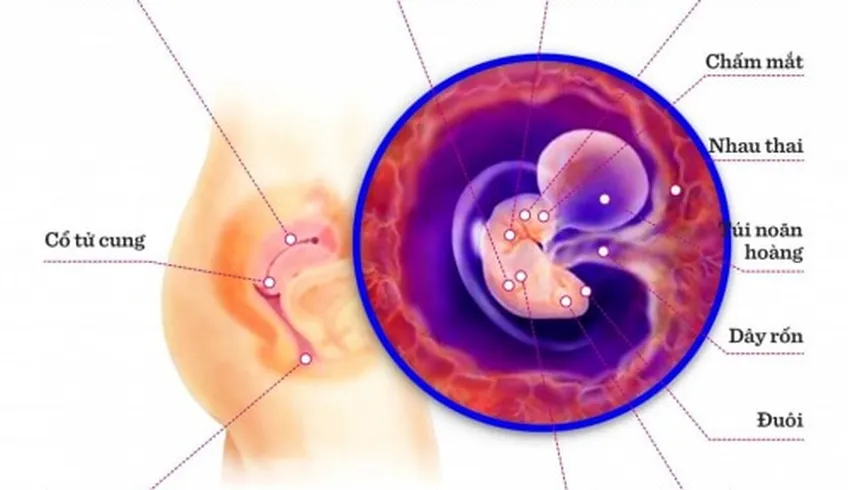 TUẦN THAI THỨ 5: GIAI ĐOẠN QUAN TRỌNG BẮT ĐẦU HÌNH THÀNH CÁC CƠ QUAN CỦA BÉ