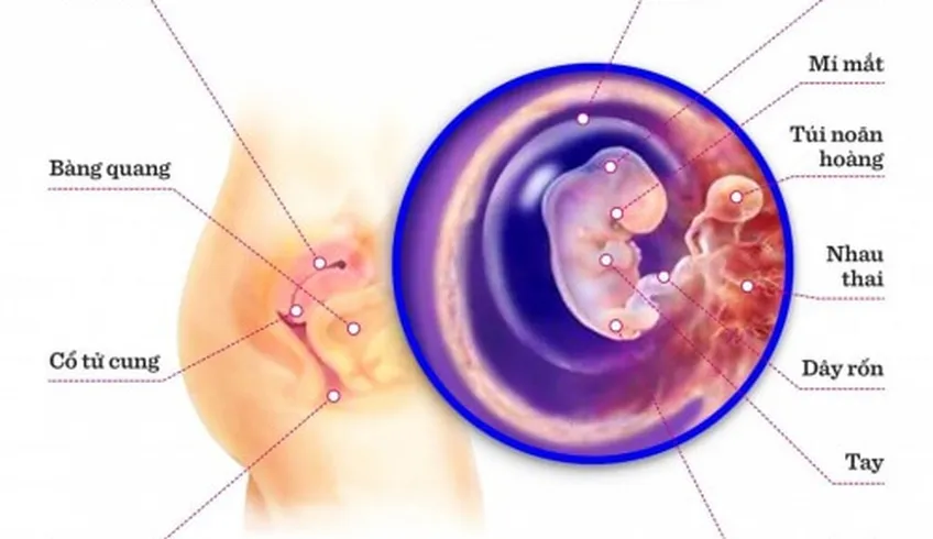 TUẦN THAI THỨ 7: BÉ THÍCH NGHI DẦN VỚI CUỘC SỐNG BÊN TRONG BỤNG MẸ
