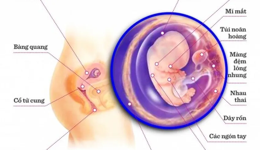 TUẦN THAI THỨ 8: HẦU HẾT CÁC CƠ QUAN TRONG CƠ THỂ BÉ ĐÃ HÌNH THÀNH
