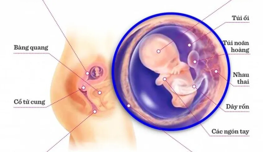 TUẦN THAI THỨ 9: BƯỚC CHUYỂN QUAN TRỌNG TỪ PHÔI THAI THÀNH THAI NHI