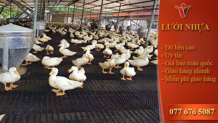 Vĩnh Thuận Tây Mô hình nuôi vịt thịt trên sàn lưới đạt hiệu quả cao về  kinh tế và môi trường