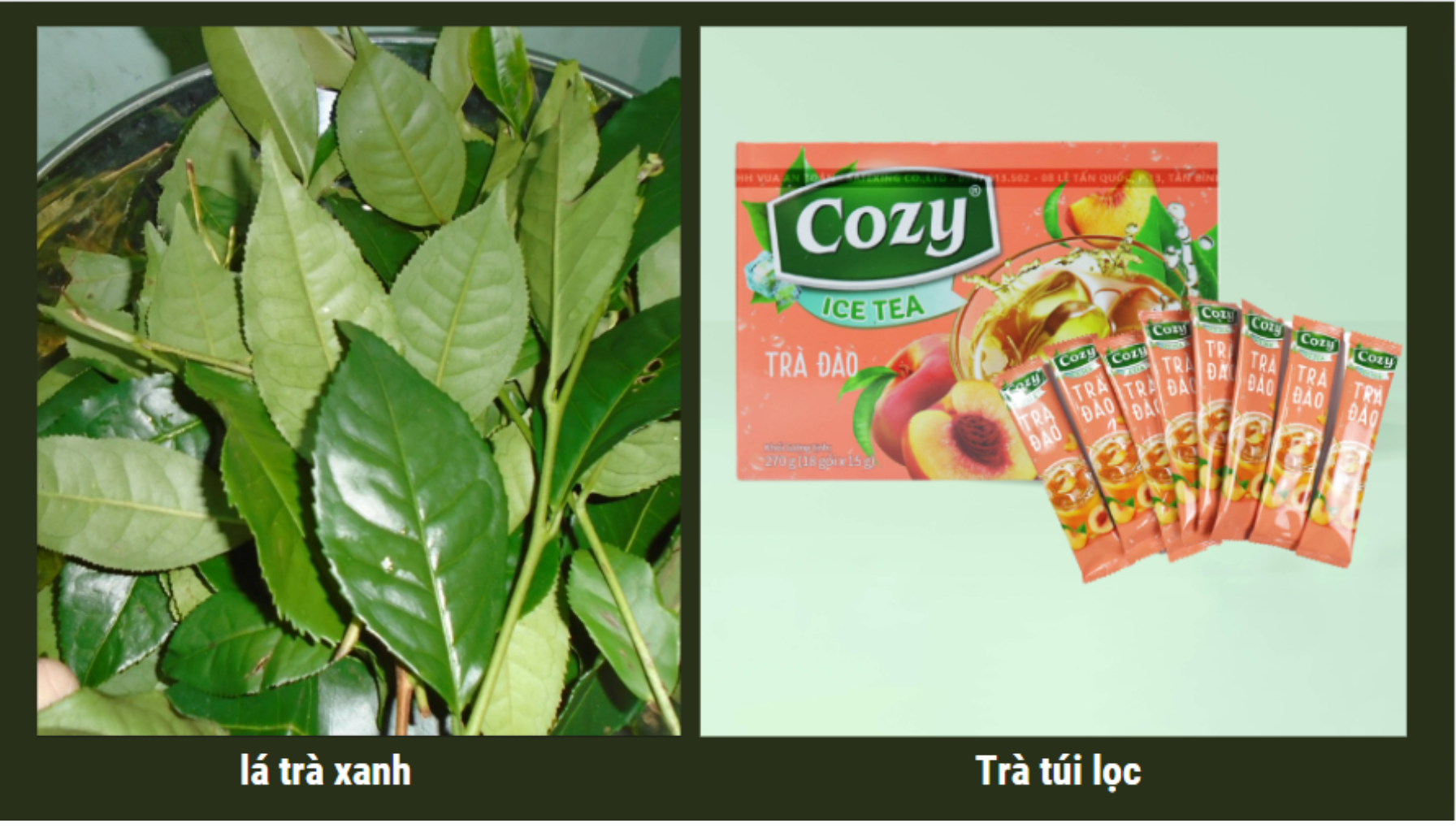 cac-loai-tra-trai-cay-nhiet-doi