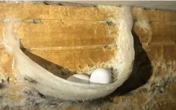Cuộc sống của chim yến