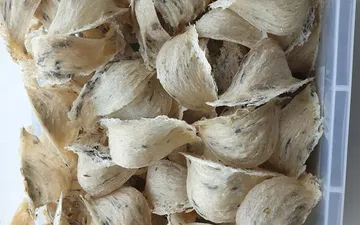 Cách làm sạch lông tổ yến thô