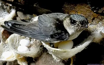 10 điều thú vị về chim Yến