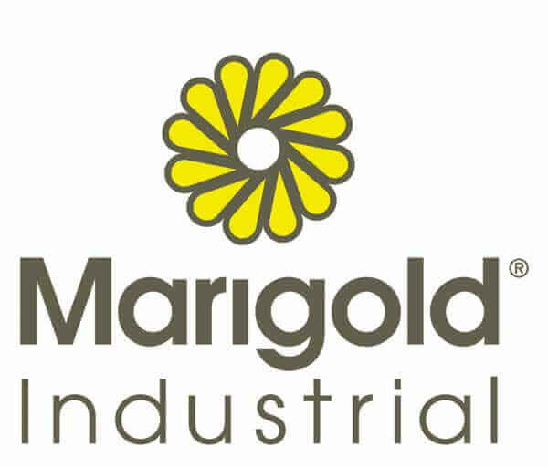 marigold