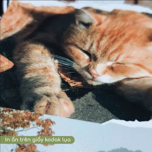 In Ảnh Giấy Kodak Lụa & Kodak Bóng - Giá tốt, chất lượng cao, in theo yêu cầu