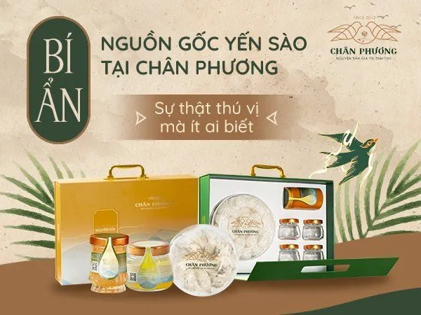 Bí ẩn nguồn gốc yến sào tại Chân Phương: Sự thật thú vị ít ai biết