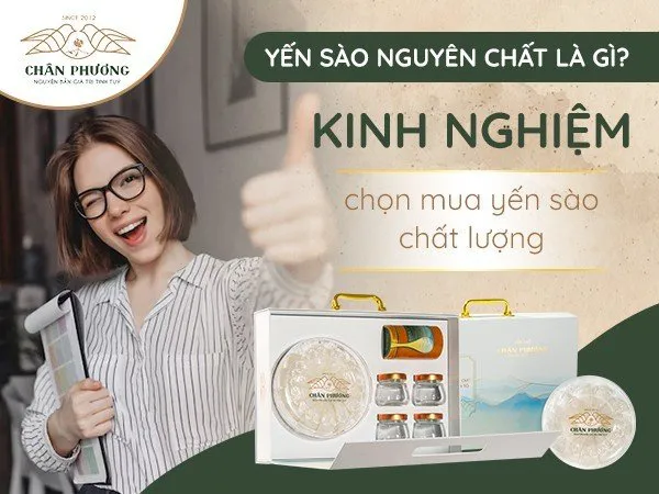 Yến sào nguyên chất là gì? Kinh nghiệm chọn mua yến sào chất lượng