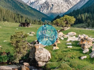 JOURNAL OF NOMADS
