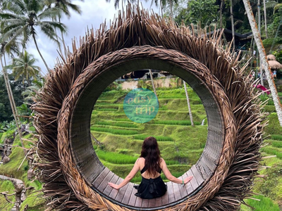 KOMODO DRAGON'S ISLAND