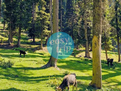KASHMIR - SUMMER PARADISE