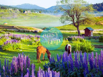 KASHMIR - SUMMER PARADISE