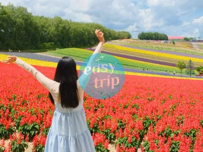 HOKKAIDO - PHƯƠNG BẮC RỰC RỠ