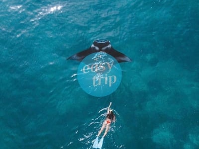 KOMODO DRAGON'S ISLAND