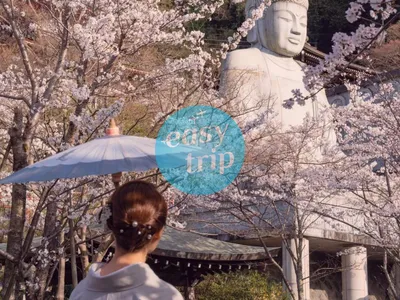 JAPAN CHERRY BLOSSOM