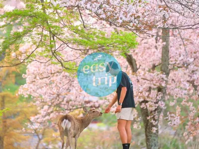 JAPAN CHERRY BLOSSOM