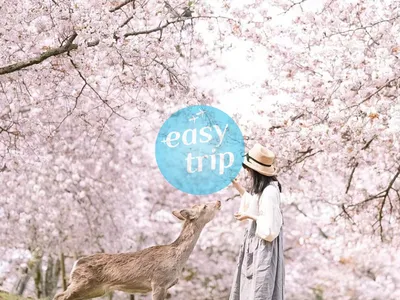 JAPAN CHERRY BLOSSOM