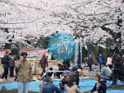 JAPAN CHERRY BLOSSOM