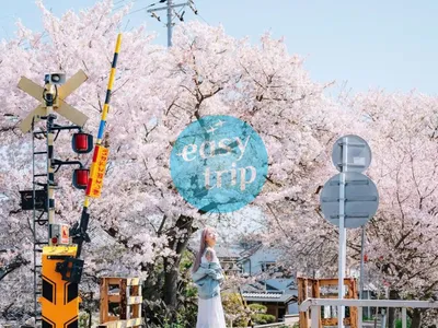 JAPAN CHERRY BLOSSOM