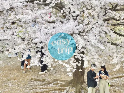 KOREA CHERRY BLOSSOM