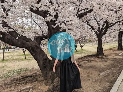KOREA CHERRY BLOSSOM