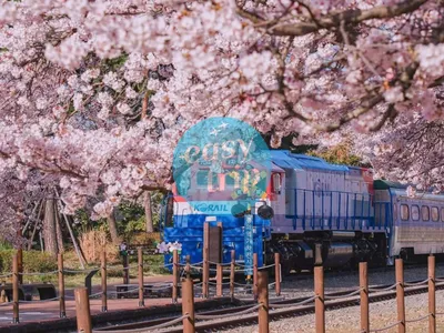 KOREA CHERRY BLOSSOM
